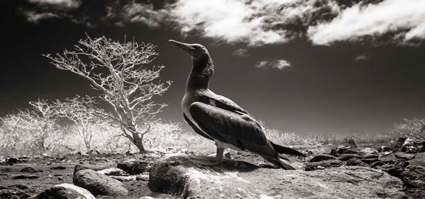 Galapagos Surreal - Auckland Zoo, New Zealand - Espinosa Chauvin ...